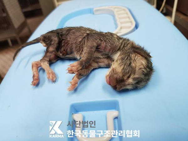 한국동물구조관리협회_441409202500755